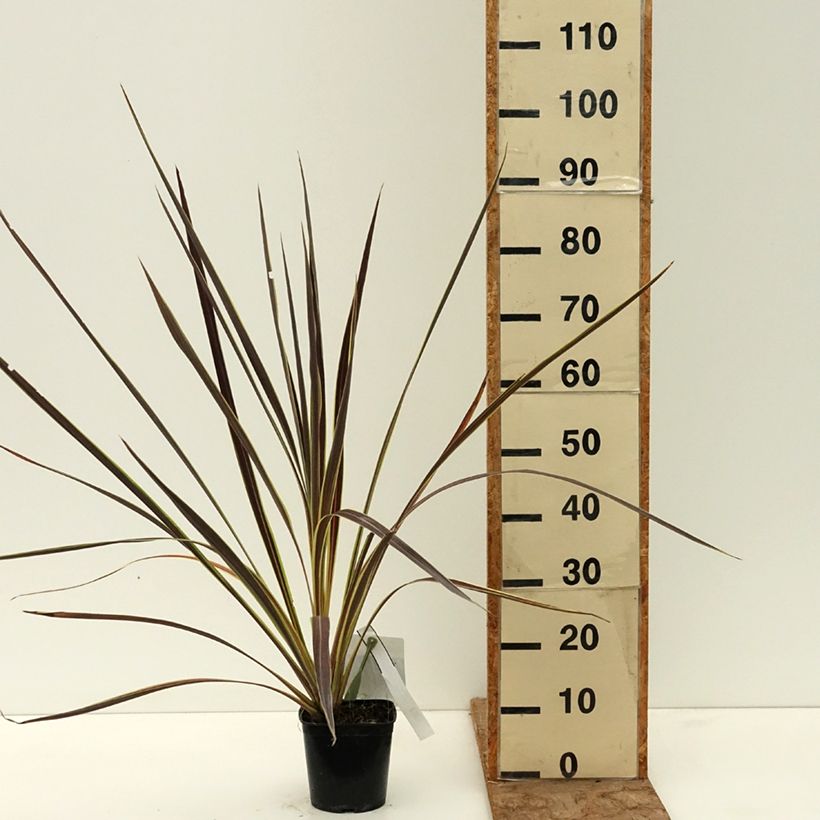 Exemplaar van Cordyline banksii Electric Flash - Koolpalm Pot van 1,5 l/2 l zoals geleverd in de lente