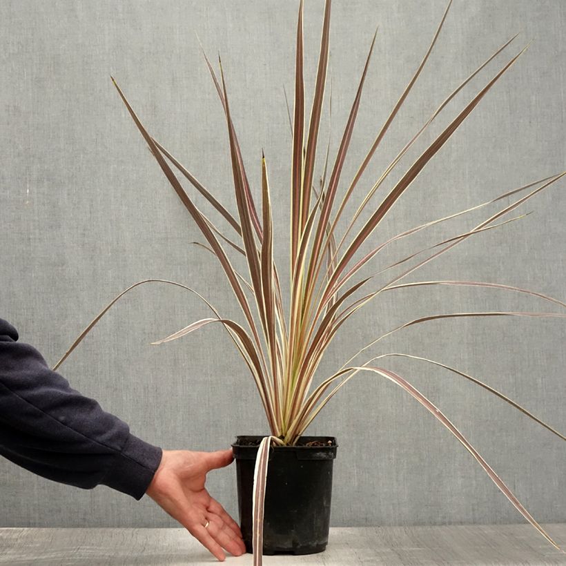 Exemplaar van Cordyline banksii Electric Flash - Koolpalm Pot van 3 l/4 l zoals geleverd in de zomer