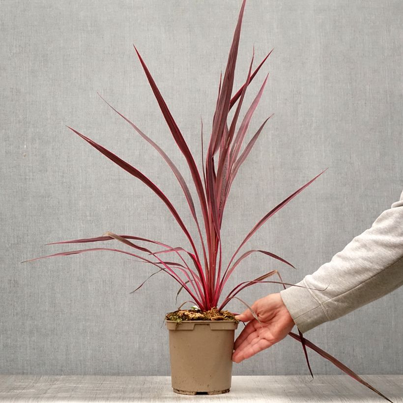 Exemplaar van Cordyline banksii Electric Pink - Koolpalm Pot van 3 l/4 l zoals geleverd in de zomer