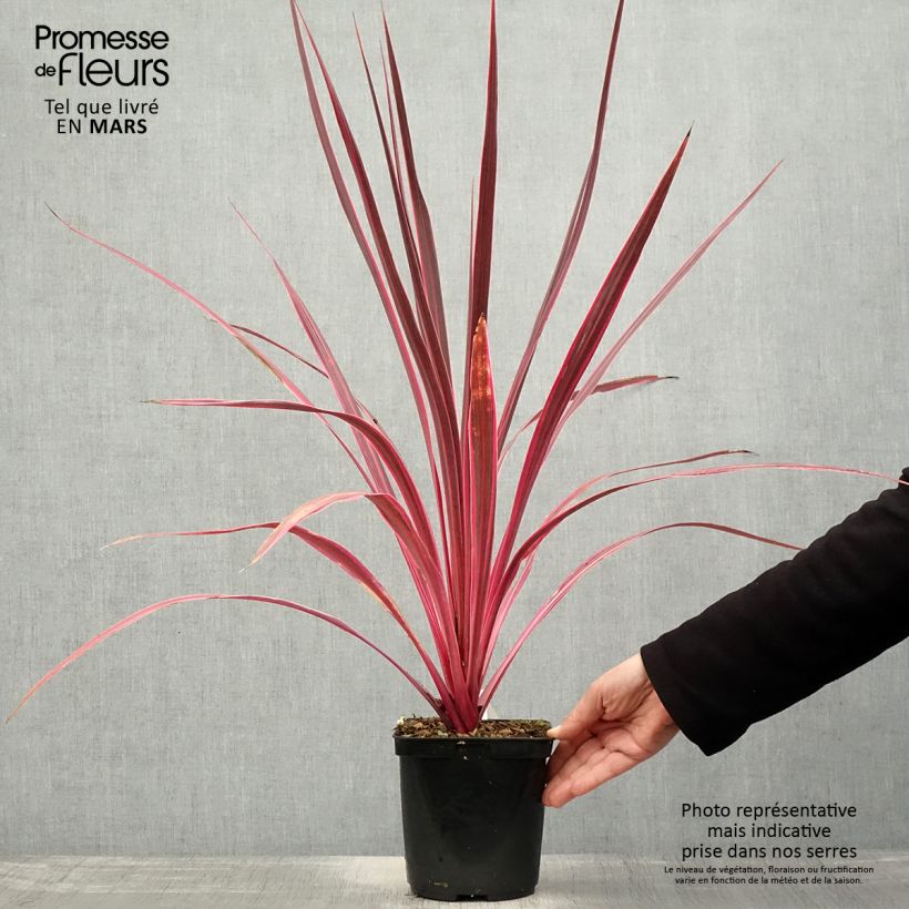 Exemplaar van Cordyline banksii Electric Pink - Koolpalm Pot van 3 l/4 l zoals geleverd in de lente