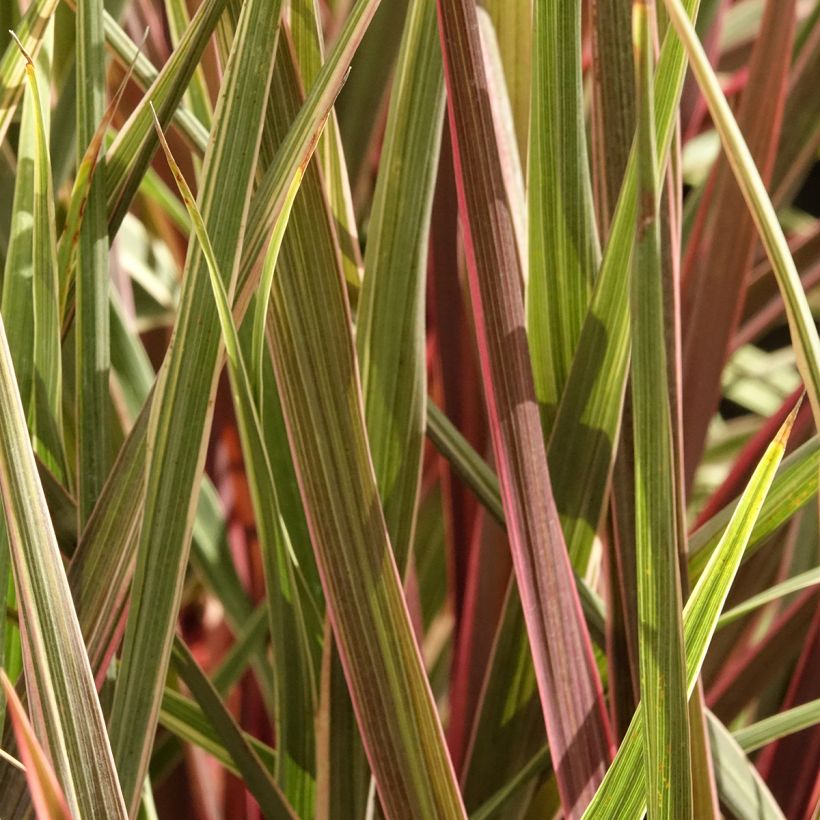 Cordyline Can Can - Koolpalm (Blad)