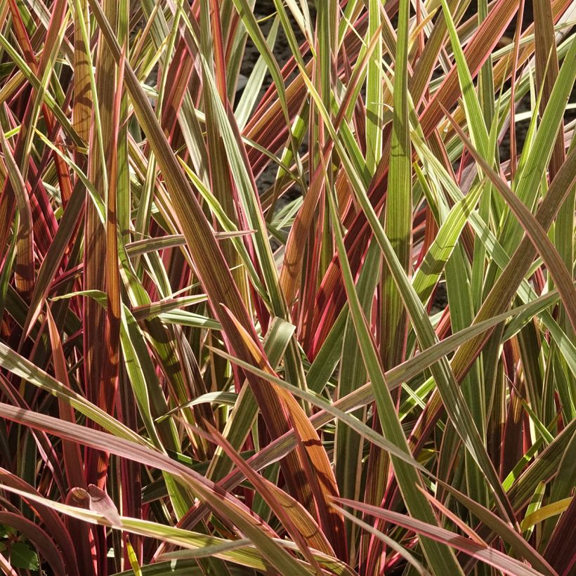 Cordyline Can Can - Koolpalm (Groeiplaats)