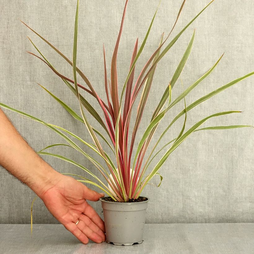 Exemplaar van Cordyline Can Can - Koolpalm Pot van 12 cm / 13 cm zoals geleverd in de zomer
