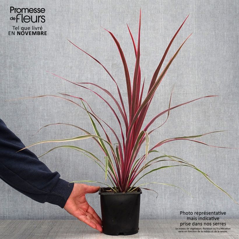 Exemplaar van Cordyline Can Can - Koolpalm Pot van 2 l/3 l zoals geleverd in de herfst