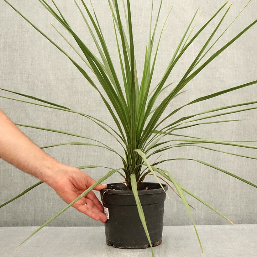 Exemplaar van Cordyline indivisa Pot van 3 l/4 l zoals geleverd in de zomer