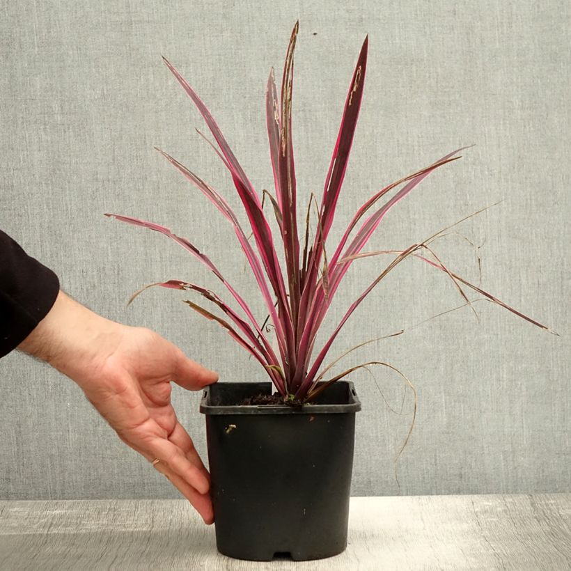 Exemplaar van Cordyline Paso Doble - Cordyline australe Pot de 1,5L/2L zoals geleverd in de herfst