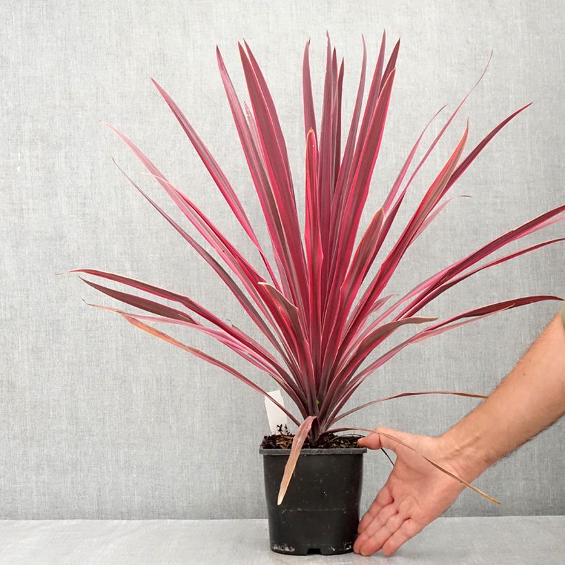 Exemplaar van Cordyline Paso Doble - Koolpalm Pot van 1,5 l/2 l zoals geleverd in de zomer
