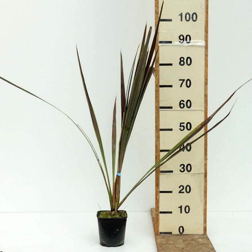 Exemplaar van Cordyline Electric Star - Koolpalm Pot van 1,5 l/2 l zoals geleverd in de zomer