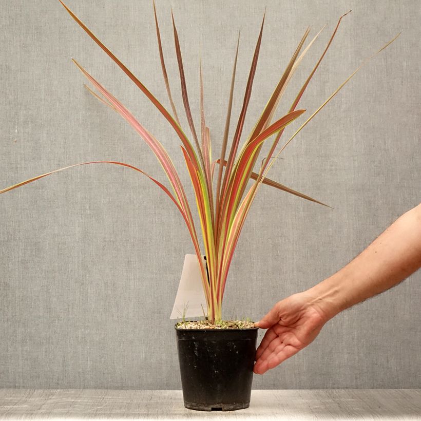 Exemplaar van Cordyline Electric Star - Koolpalm Pot van 3 l/4 l zoals geleverd in de zomer
