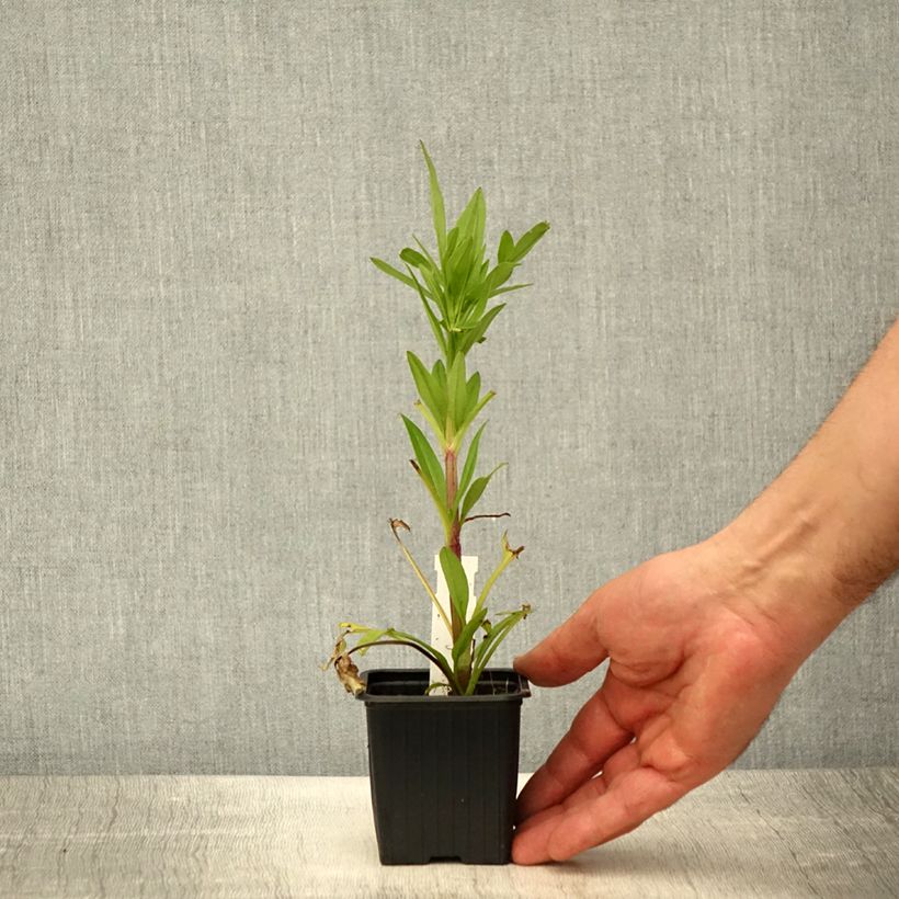 Exemplaar van Coreopsis grandiflora Badengold - Meisjesogen Kweekpotje van 8/9 cm zoals geleverd in de lente