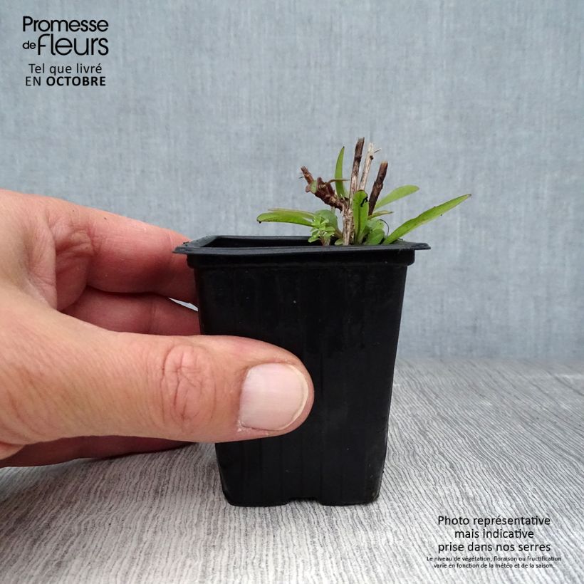 Exemplaar van Coreopsis alpinus Early Sunrise - Meisjesogen Kweekpotje van 7/8 cm zoals geleverd in de herfst