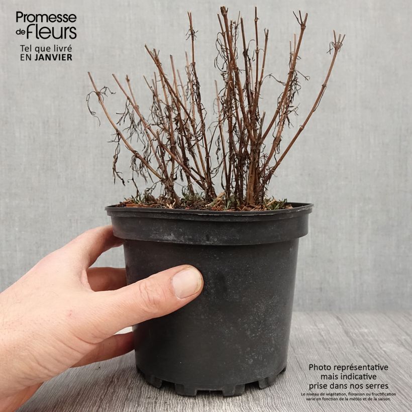 Example of Coreopsis Cosmic Eye Pot van 2 l/3 l as you get in hiver