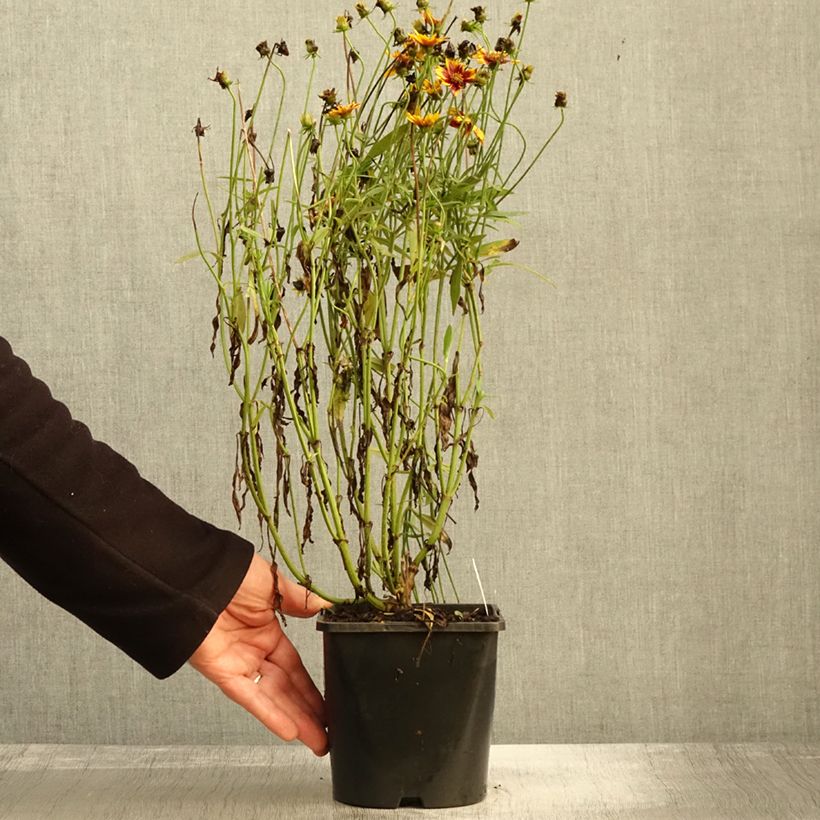 Exemplaar van Coreopsis grandiflora Golden Stardust - Meisjesogen Pot van 1,5 l/2 l zoals geleverd in de herfst