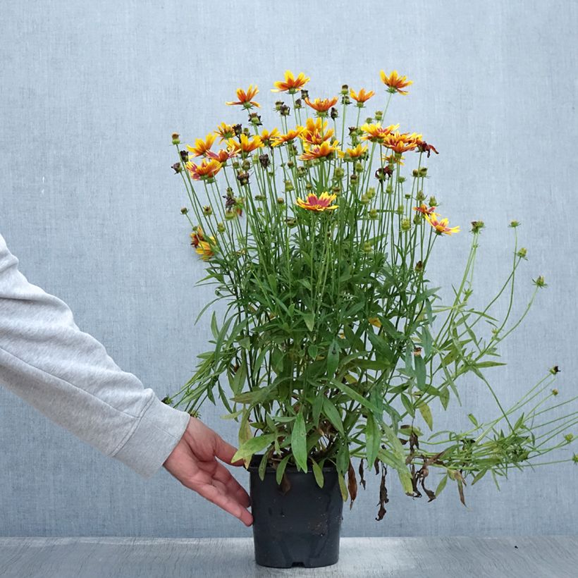 Exemplaar van Coreopsis grandiflora Golden Stardust - Meisjesogen Pot van 1,5 l/2 l zoals geleverd in de zomer