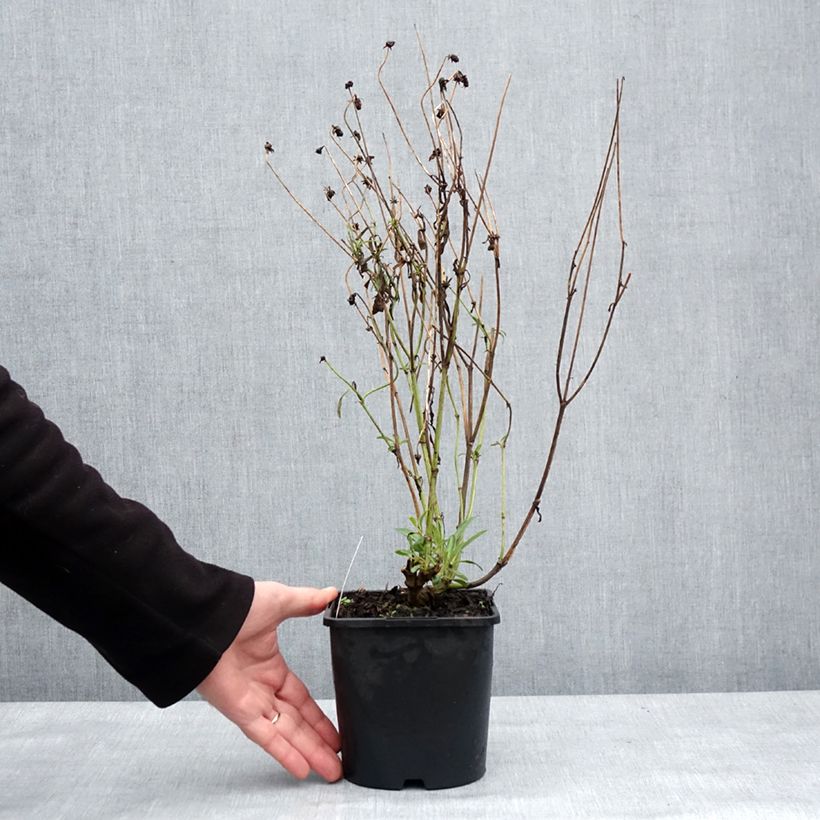 Example of Coreopsis grandiflora Golden Stardust Pot van 1,5 l/2 l as you get in hiver