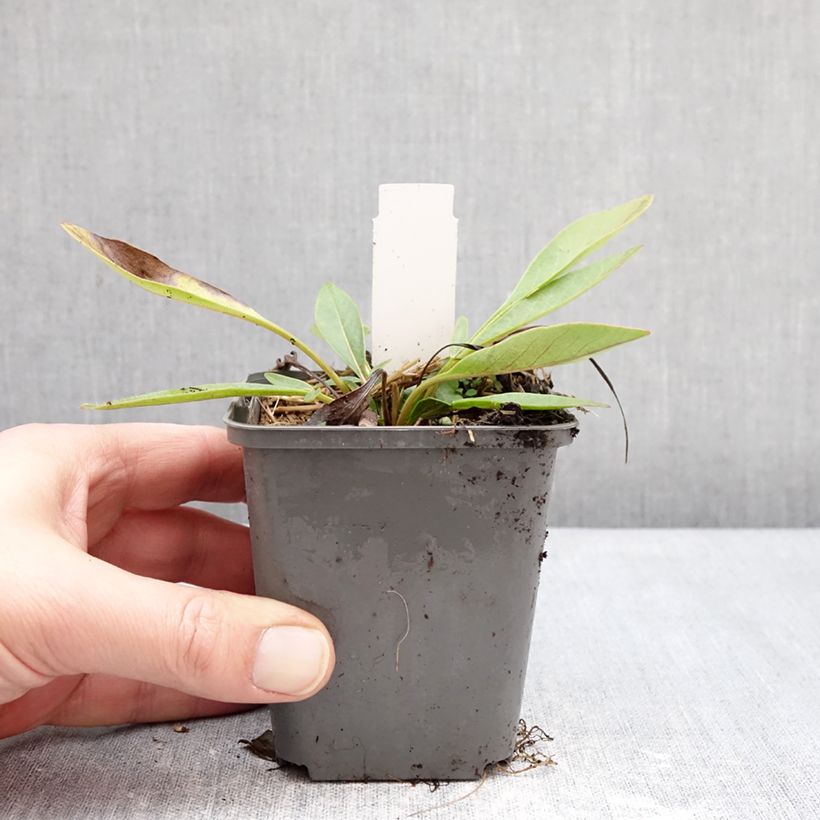 Exemplaar van Coreopsis grandiflora Solar Fancy - Meisjesogen Kweekpotje van 7/8 cm zoals geleverd in de winter
