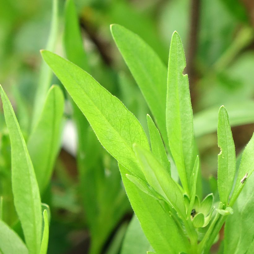 Coreopsis grandiflora Solar Fancy - Meisjesogen (Blad)
