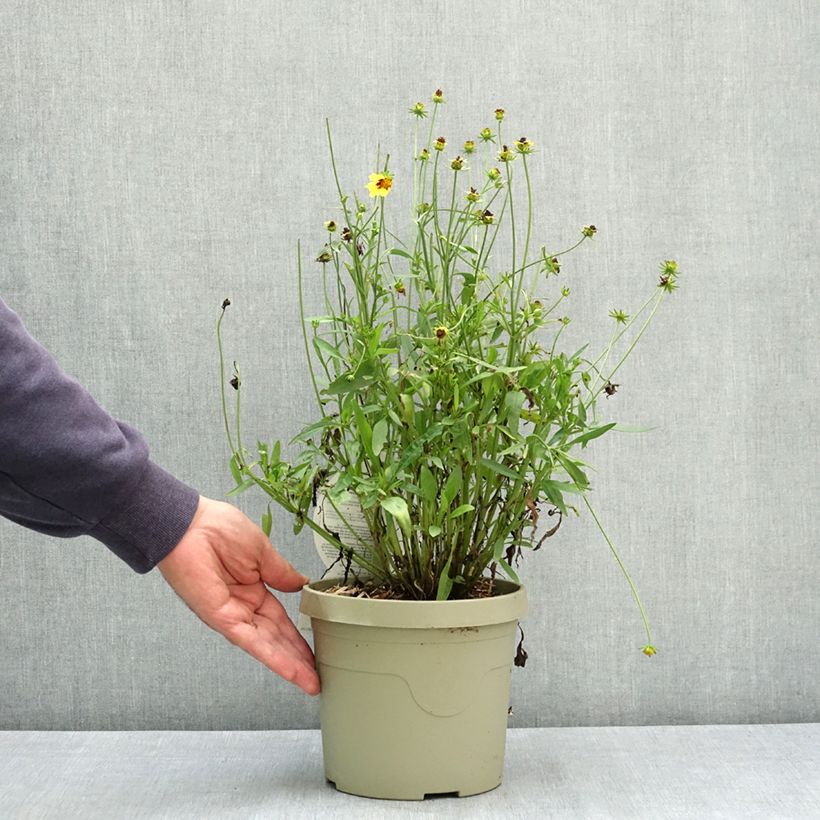 Exemplaar van Coreopsis grandiflora Solar Fancy Pot de 3L/4L zoals geleverd in de zomer