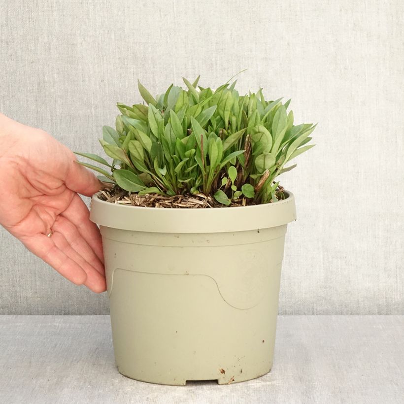 Exemplaar van Coreopsis grandiflora Solar Jewel - Meisjesogen Pot van 3 l/4 l zoals geleverd in de lente