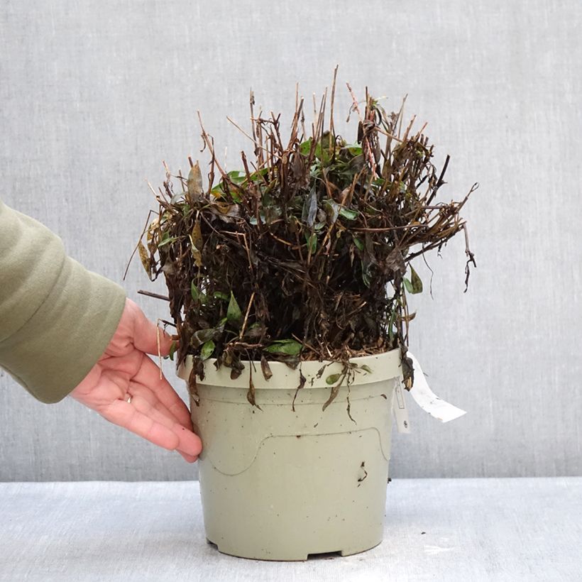 Example of Coreopsis grandiflora Solar Moon Pot van 3 l/4 l as you get in hiver