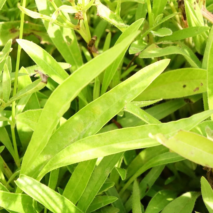 Coreopsis lanceolata Baby Gold - Meisjesogen (Blad)