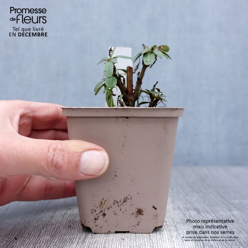 Exemplaar van Coreopsis lanceolata Walter - Meisjesogen Kweekpotje van 8/9 cm zoals geleverd in de winter