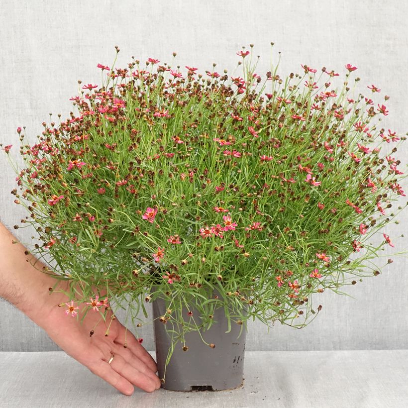 Exemplaar van Coreopsis Limerock Passion - Meisjesogen Pot van 2 l/3 l zoals geleverd in de zomer