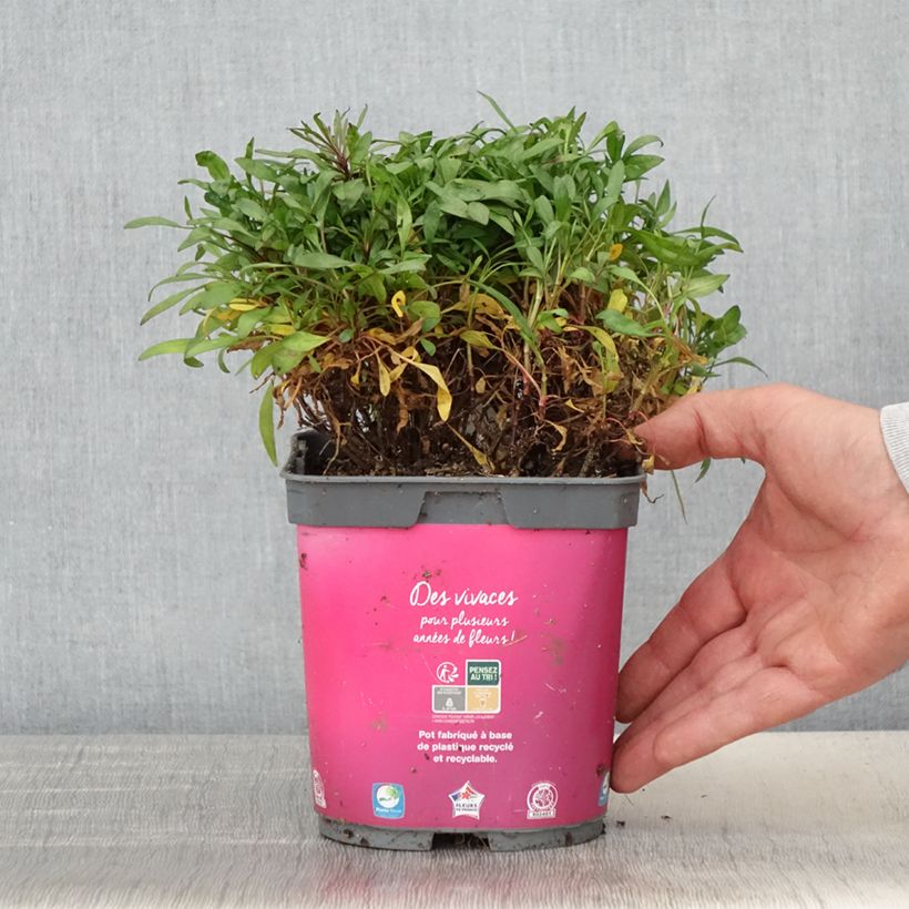 Exemplaar van Coreopsis Limerock Passion - Meisjesogen Pot van 2 l/3 l zoals geleverd in de lente