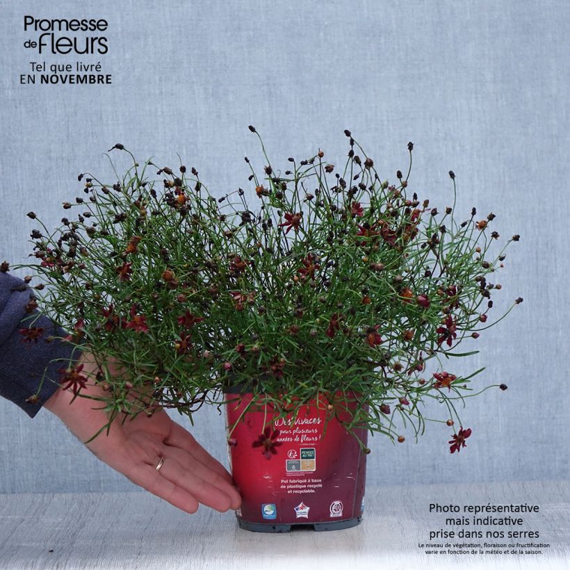 Exemplaar van Coreopsis rosea Limerock Ruby - Roze meisjesogen Pot van 2 l/3 l zoals geleverd in de herfst