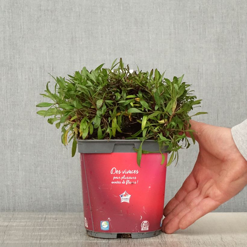 Exemplaar van Coreopsis rosea Limerock Ruby - Roze meisjesogen Pot van 2 l/3 l zoals geleverd in de lente