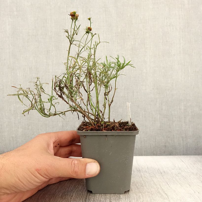 Exemplaar van Coreopsis Madras Magic - Meisjesogen Kweekpotje van 8/9 cm zoals geleverd in de herfst