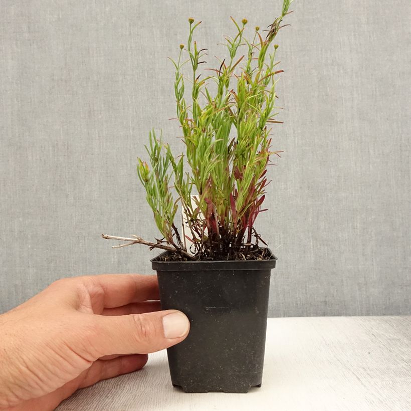 Exemplaar van Coreopsis Madras Magic - Meisjesogen Kweekpotje van 8/9 cm zoals geleverd in de zomer