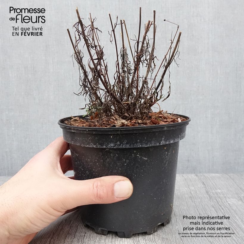 Example of Coreopsis Red Satin - Meisjesogen Pot van 2 l/3 l as you get in hiver