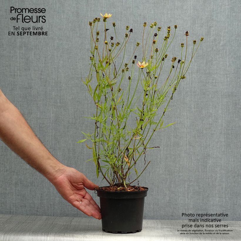 Exemplaar van Coreopsis Redshift - Meisjesogen Pot van 2 l/3 l zoals geleverd in de herfst