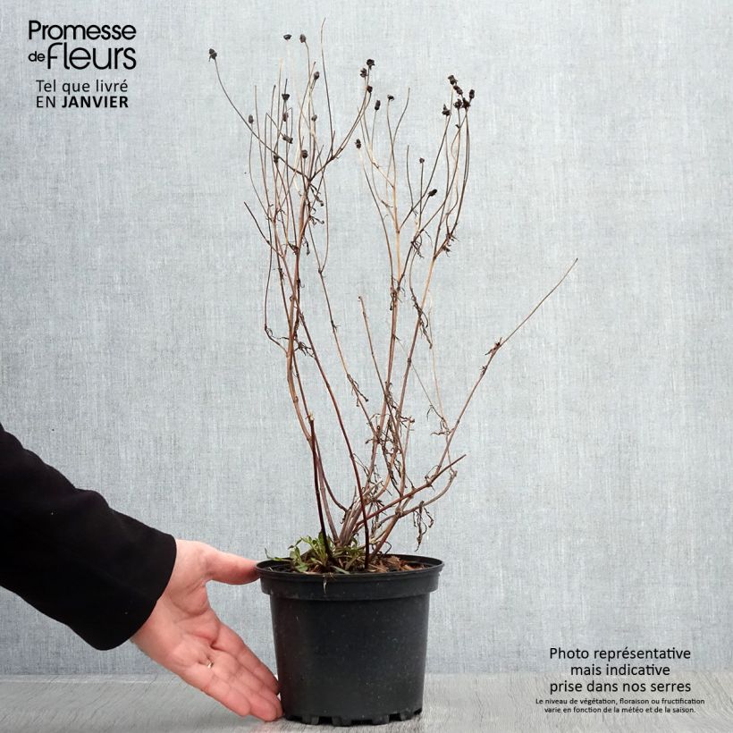 Example of Coreopsis Redshift Pot van 2 l/3 l as you get in hiver