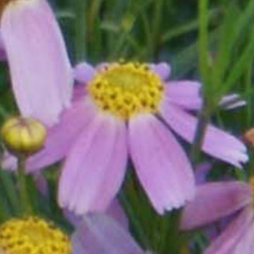 Coreopsis rosea American Dream - Roze meisjesogen (Flowering)