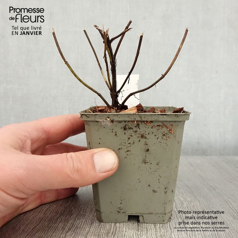 Example of Coreopsis Ruby Red - Meisjesogen Kweekpotje van 8/9 cm as you get in hiver