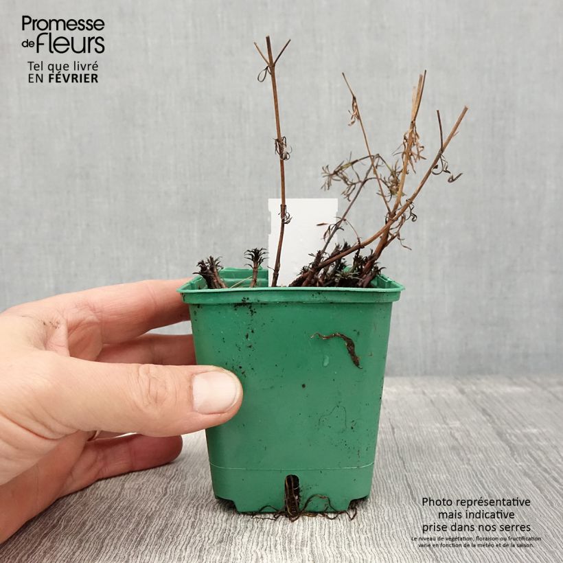 Example of Coreopsis verticilata Sunbeam - Meisjesogen Kweekpotje van 8/9 cm as you get in hiver