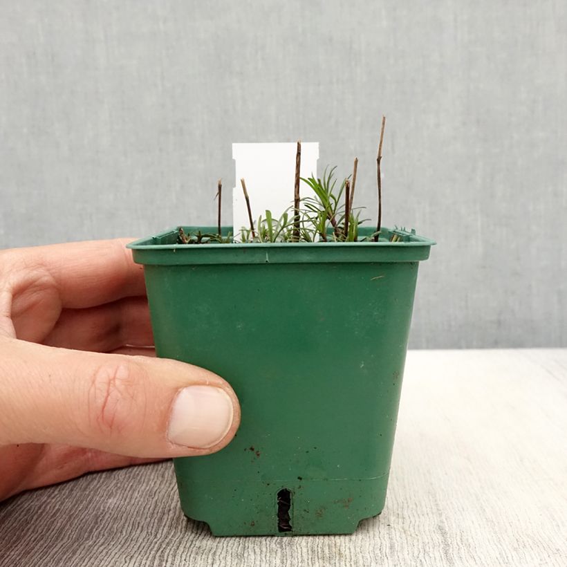 Exemplaar van Coreopsis verticilata Sunbeam - Meisjesogen Kweekpotje van 8/9 cm zoals geleverd in de lente