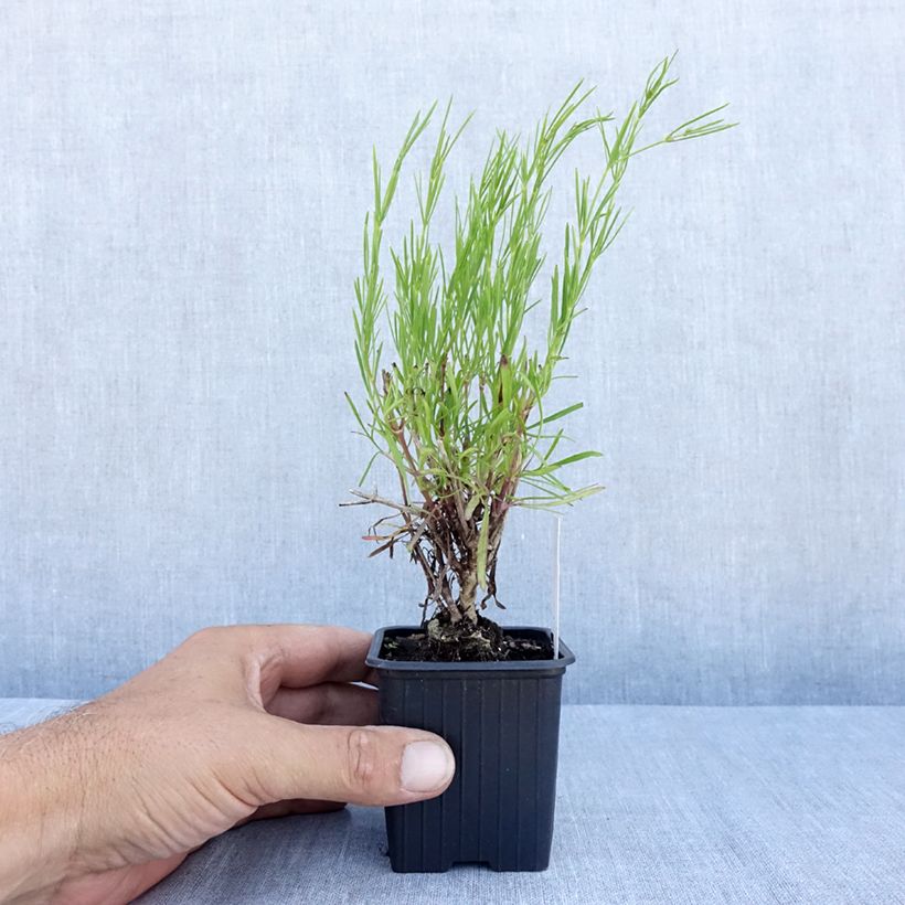 Exemplaar van Coreopsis verticillata Bengal Tiger - Meisjesogen Kweekpotje van 8/9 cm zoals geleverd in de zomer