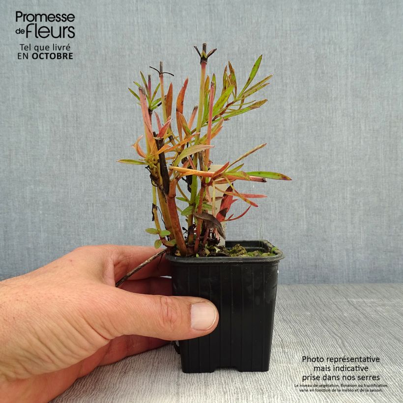 Exemplaar van Coreopsis verticillata Bengal Tiger - Meisjesogen Kweekpotje van 8/9 cm zoals geleverd in de herfst
