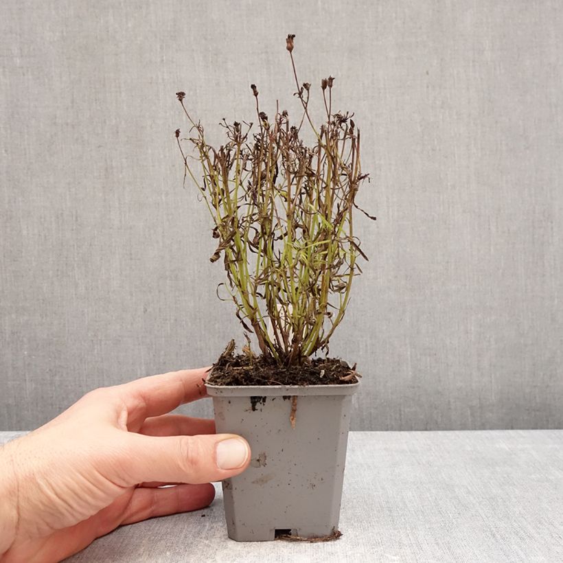 Exemplaar van Coreopsis verticillata Ladybird - Meisjesogen Kweekpotje van 8/9 cm zoals geleverd in de winter