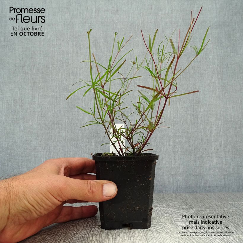 Exemplaar van Coreopsis verticillata Moonbeam - Meisjesogen Kweekpotje van 7/8 cm zoals geleverd in de herfst