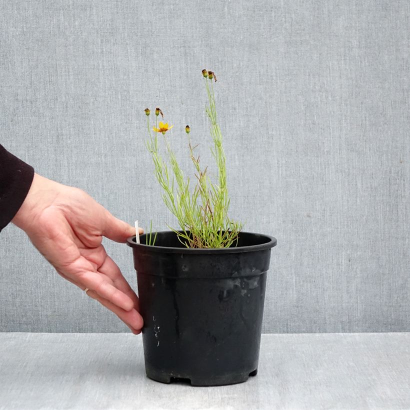 Exemplaar van Coreopsis verticillata S&S Curry Up - Meisjesogen Pot van 2 l/3 l zoals geleverd in de herfst