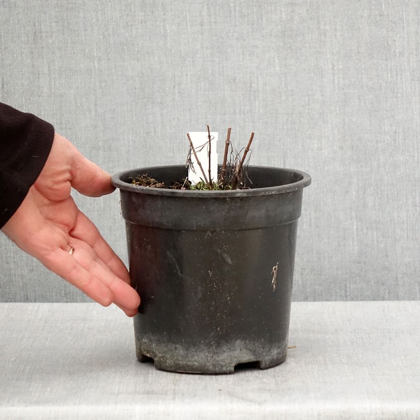 Exemplaar van Coreopsis verticillata S&S Curry Up - Meisjesogen Pot van 2 l/3 l zoals geleverd in de lente