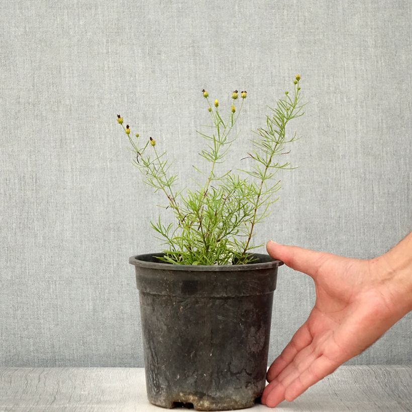 Exemplaar van Coreopsis verticillata Sassy Saffron - Meisjesogen Pot van 2 l/3 l zoals geleverd in de zomer