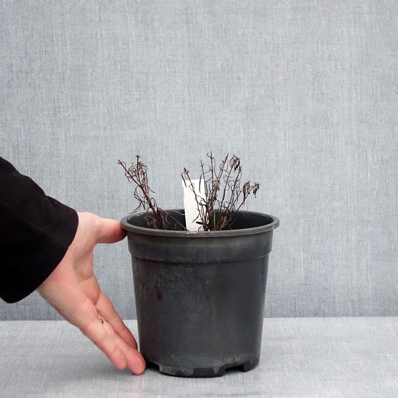 Example of Coreopsis verticillata S&S Sassy Saffron - Coréopsis verticillé Pot van 2 l/3 l as you get in hiver