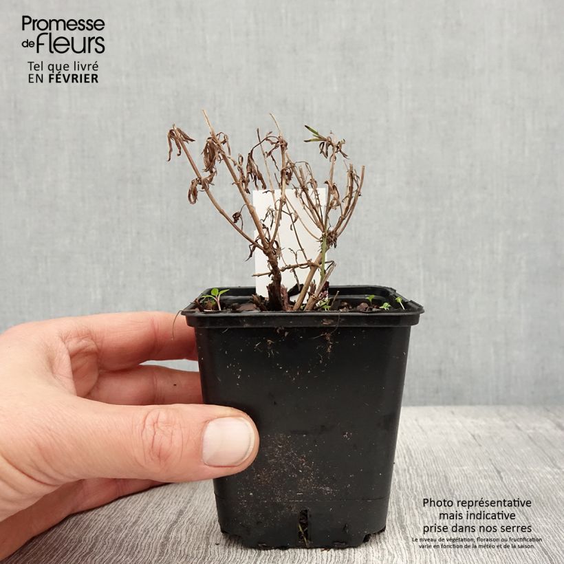 Example of Coreopsis verticillata Zagreb - Coréopsis verticillé Kweekpotje van 8/9 cm as you get in hiver