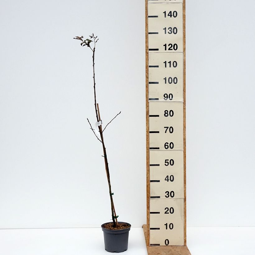 Exemplaar van Sorbus domestica - Peerlijsterbes Pot van 3 l/4 l zoals geleverd in de herfst