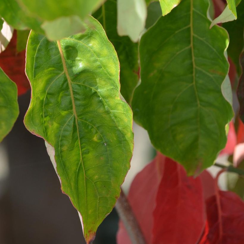 Cornus nuttallii florida Ascona - Grootbloemige kornoelje (Foliage)